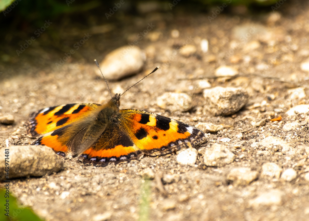 Close up of red admiral butterfly on the ground with out of focus background Close up of red admiral butterfly on the ground with out of focus background