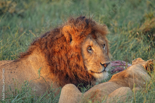 Fototapeta Naklejka Na Ścianę i Meble -  Male and female lions on kill Serengeti National Park Tanzania Africa.