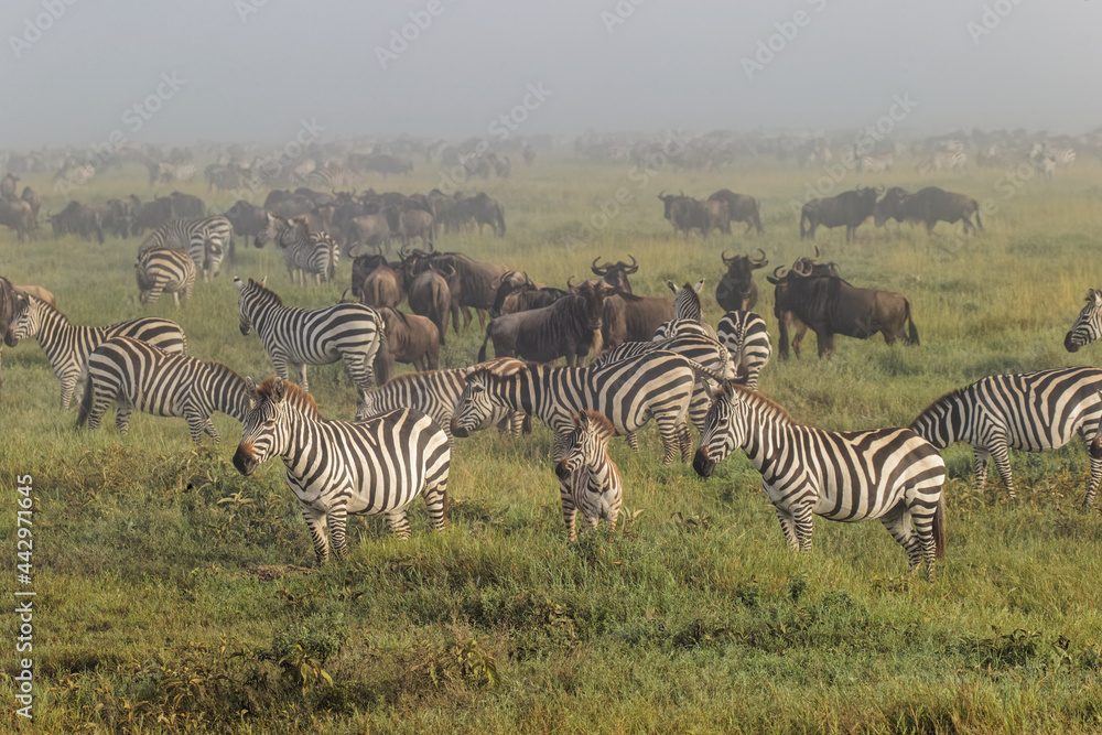 Obraz premium Burchell's Zebra on foggy morning during migration with wildebeest Serengeti National Park Tanzania Africa