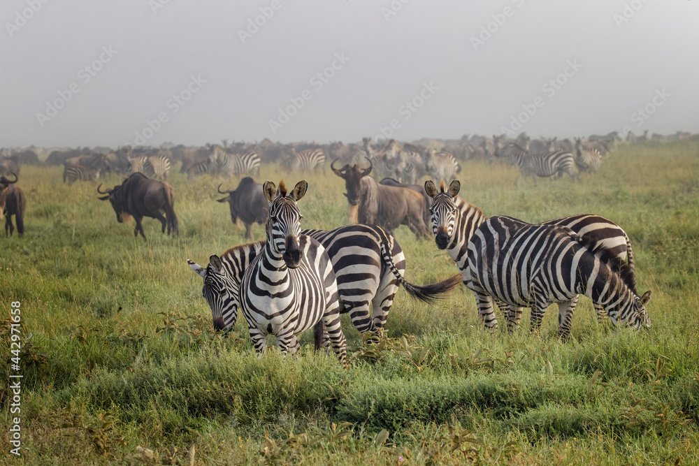 Obraz premium Burchell's Zebra on foggy morning during migration with wildebeest Serengeti National Park Tanzania Africa