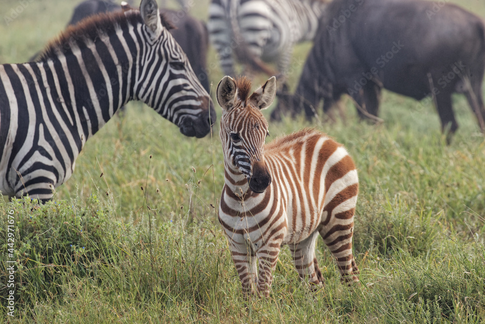 Fototapeta premium Baby Burchell's Zebra on foggy morning during migration with wildebeest Serengeti National Park Tanzania Africa