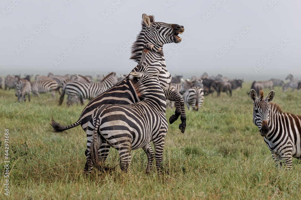 Obraz premium Burchell's Zebra stallions fighting Serengeti National Park Tanzania Africa