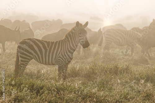 Burchell s Zebra and wildebeest on foggy morning Serengeti National Park Tanzania Africa