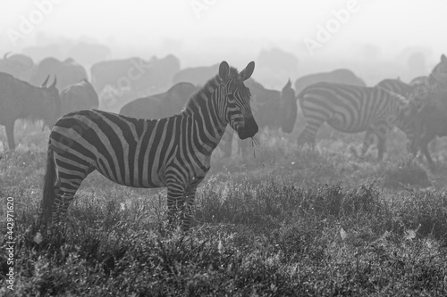 Burchell s Zebra on foggy morning during migration with wildebeest Serengeti National Park Tanzania Africa