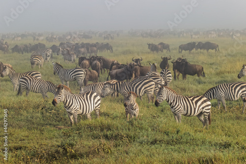 Burchell s Zebra on foggy morning during migration with wildebeest Serengeti National Park Tanzania Africa