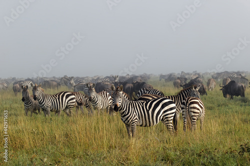 Burchell s Zebra on foggy morning during migration with wildebeest Serengeti National Park Tanzania Africa