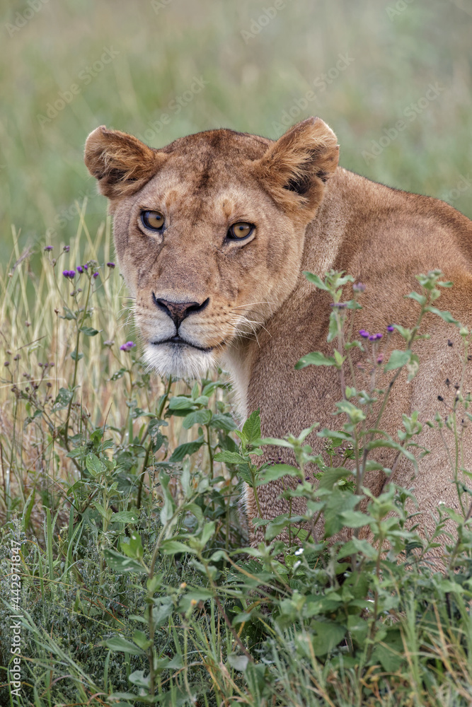 Adult female Lion Serengeti National Park Tanzania Africa Adult female Lion Serengeti National Park Tanzania Africa