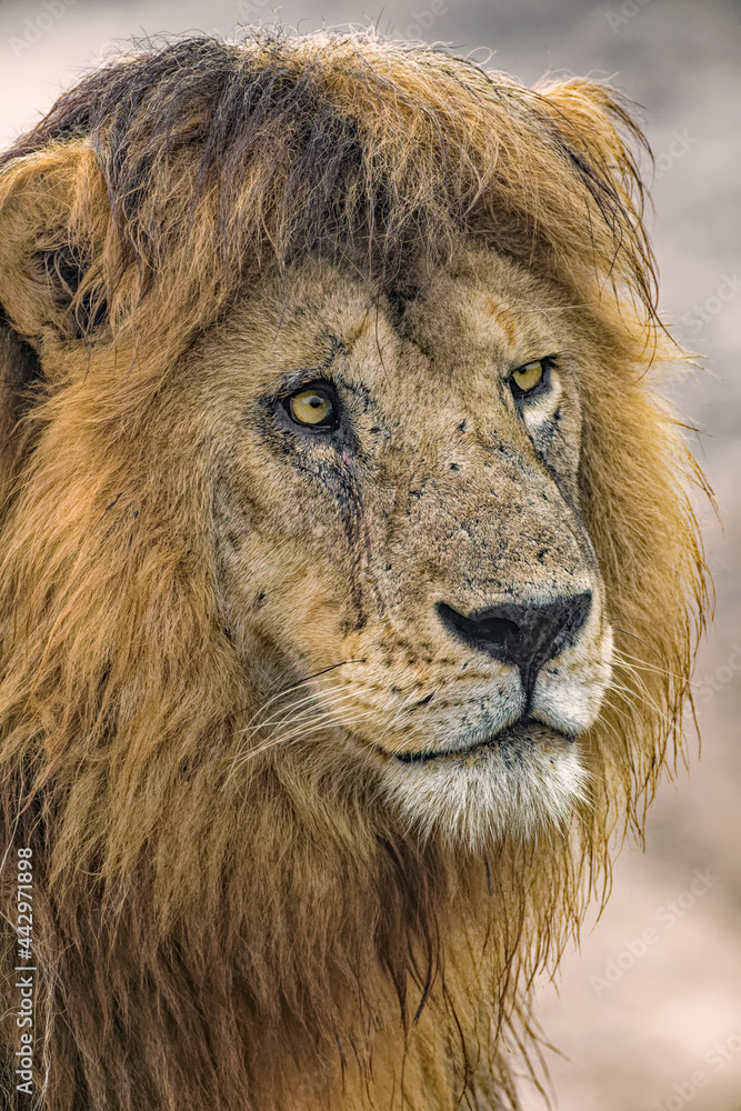 Fototapeta premium Adult male Lion Serengeti National Park Tanzania Africa