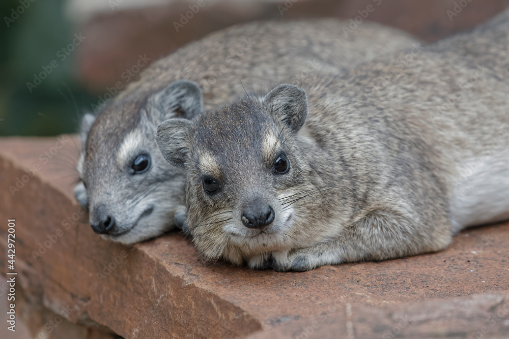 Rock hyrax Serengeti National Park Tanzania Africa Rock hyrax Serengeti National Park Tanzania Africa