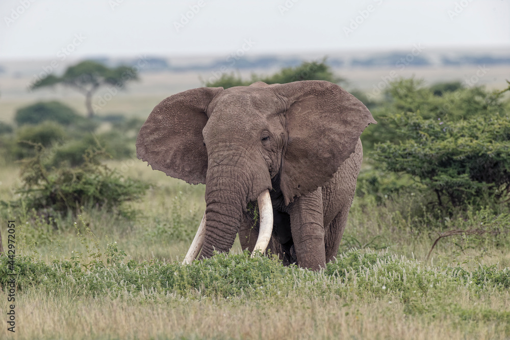 Obraz premium Huge bull African elephant Serengeti National Park Tanzania Africa