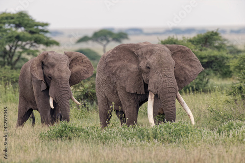 Huge bull African elephant Serengeti National Park Tanzania Africa © Danita Delimont