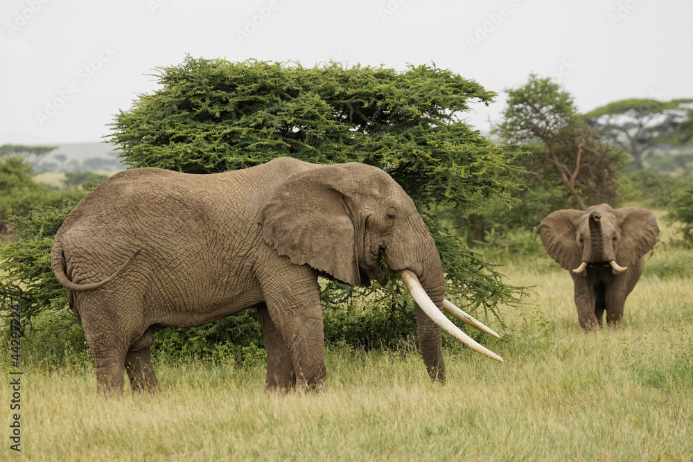 Large African bull elephant Serengeti National Park Tanzania Africa
