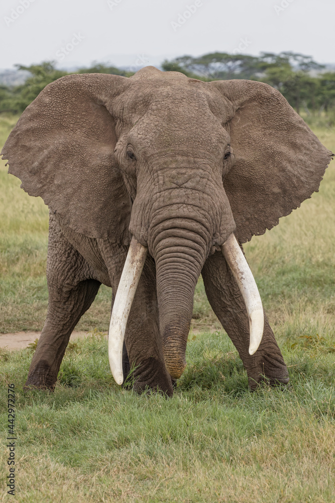 Large African bull elephant Serengeti National Park Tanzania Africa