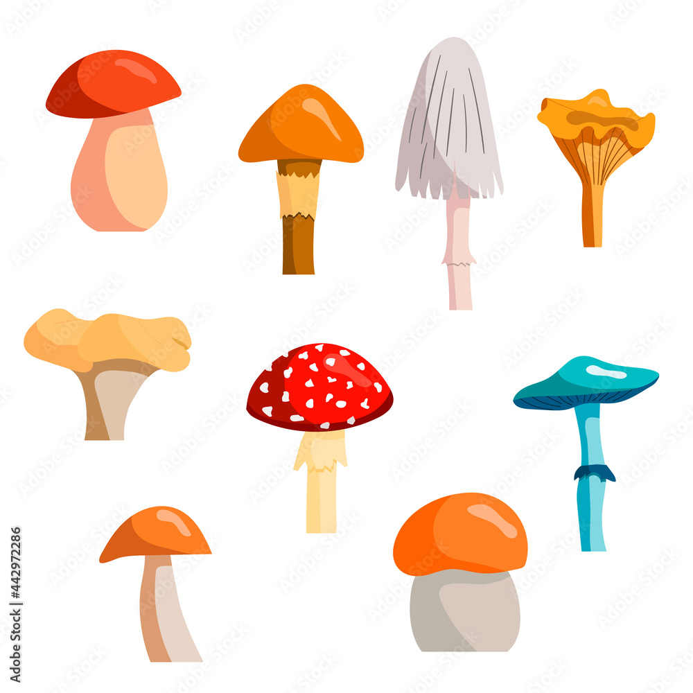 A set of autumn and summer mushrooms. Vector isolated on a white background
