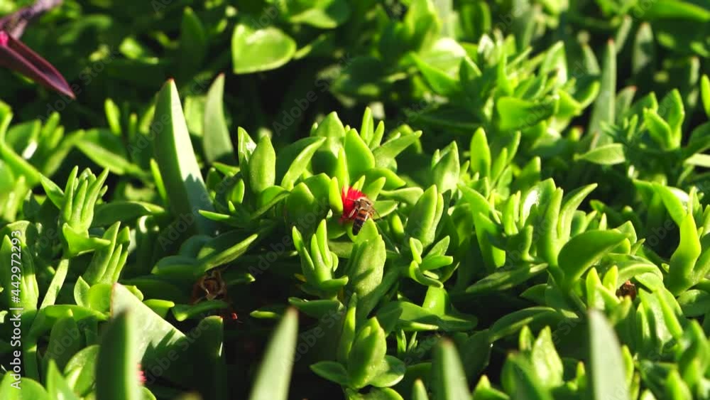 The bee collects nectar in a beautiful flower. Spotless green plants with red flowers. The bee collects nectar in a beautiful flower. Spotless green plants with red flowers.