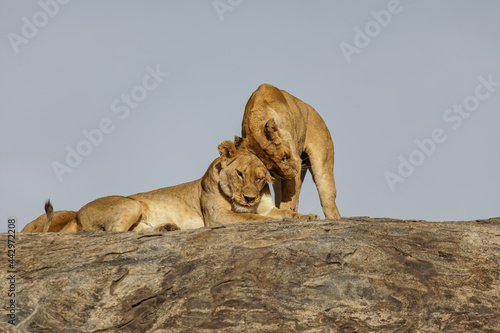 Adult female Lion Serengeti National Park Tanzania Africa