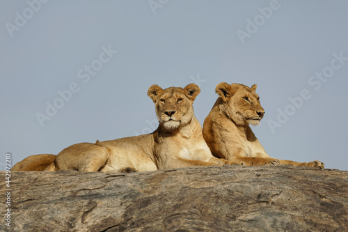 Adult female Lion Serengeti National Park Tanzania Africa