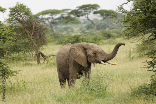Sub adult African bull elephant Serengeti National Park Tanzania Africa © Danita Delimont
