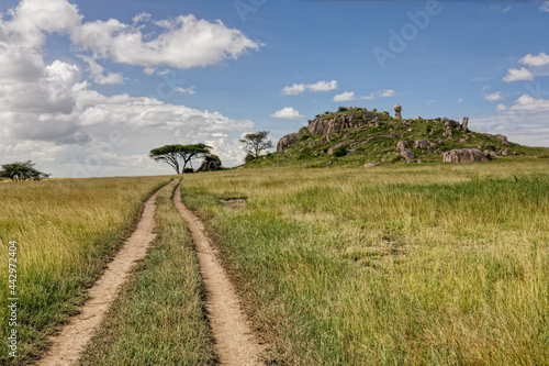 Acacia tree and tire tracks across grass plains Serengeti National Park Tanzania Africa