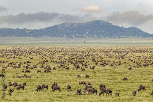 Large wildebeest herd during migration Serengeti National Park Tanzania Africa photo