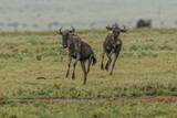 Male wildebeest chasing a female during spring migration Serengeti National Park Tanzania Africa