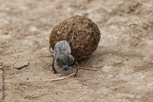 Dung beetle rolling a ball of elephant dung Serengeti National Park Tanzania Africa photo