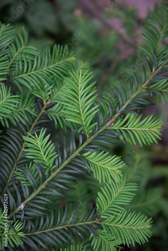 Metasequoia. Plant branch close-up. Green coniferous background  texture. Young  lighter shoots are clearly visible