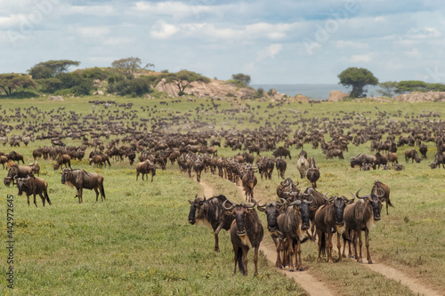 Wallpaper Mural Large wildebeest herd during migration Serengeti National Park Tanzania Africa Torontodigital.ca
