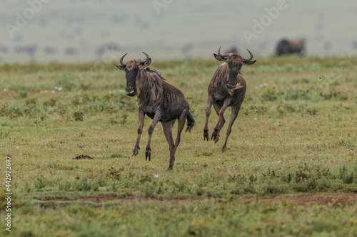 Male wildebeest chasing a female during spring migration Serengeti National Park Tanzania Africa