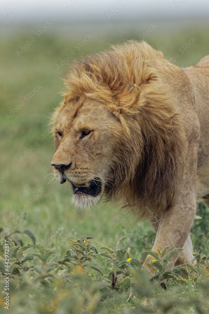 Adult male lion Serengeti National Park Tanzania Africa Adult male lion Serengeti National Park Tanzania Africa