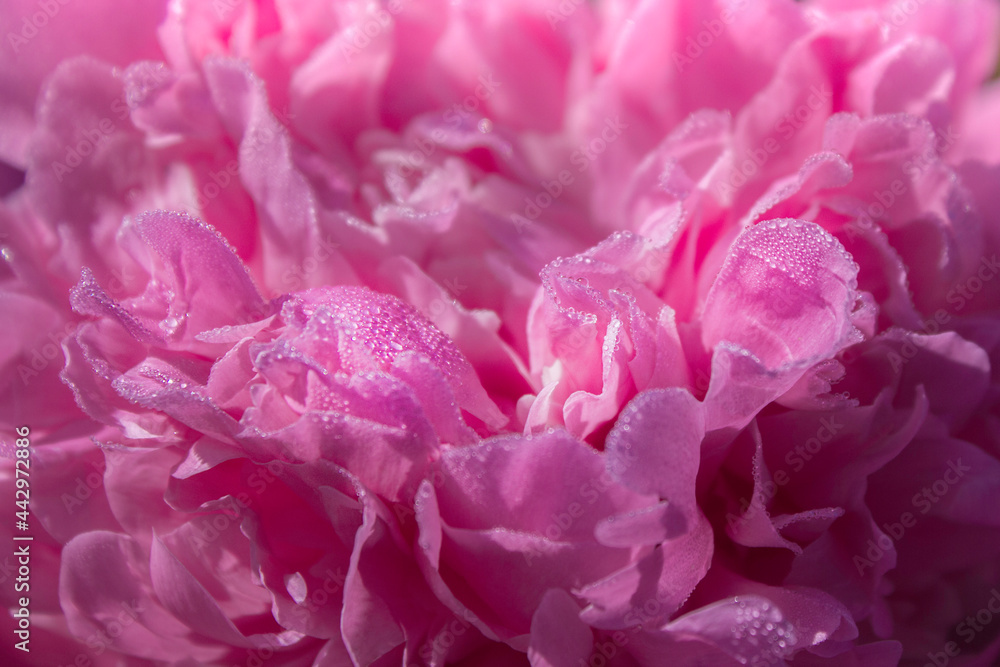 Beautiful peonies in morning dew. Selective focus.Minimalistic background. macro. Floral background for postcard, lettering, painting, wedding card, banner, flower shop.