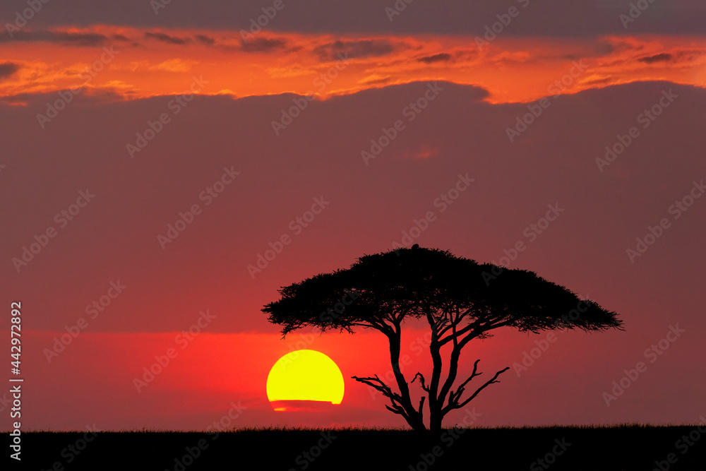 Acacia tree at sunset Serengeti National Park Tanzania Africa