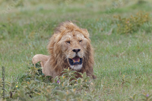 Adult male lion Serengeti National Park Tanzania Africa