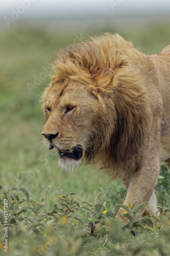 Wallpaper Mural Adult male lion Serengeti National Park Tanzania Africa Torontodigital.ca