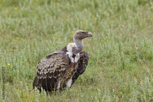 R   ppell s vulture Serengeti National Park Tanzania Africa