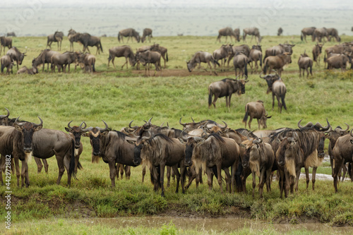 Wildebeest herd during migration Serengeti National Park Tanzania Africa