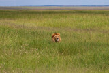 Africa Tanzania Serengeti National Park. Lion lying in ambush. Note that if he lowered his head he would disappear from sight.