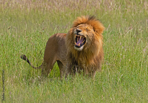 Fototapeta Naklejka Na Ścianę i Meble -  Africa Tanzania Serengeti National Park Lion showing the Flehmen response a reaction to female pheromones but it also looks like a laugh.