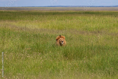 Africa Tanzania Serengeti National Park. Lion lying in ambush. Note that if he lowered his head he would disappear from sight.