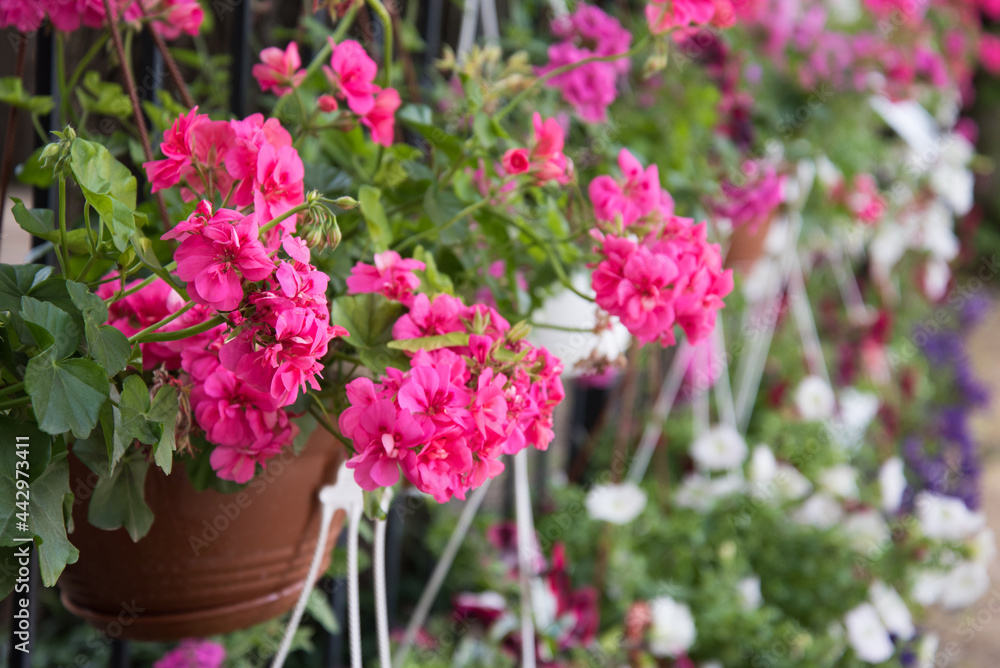 Blooming potted plants decorate the fence. Many flowers in different colors. Flowers in pots, decor
