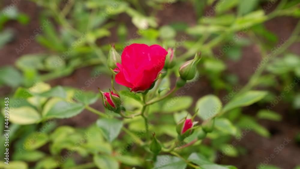 The movement of a red rose on a blurred background. Nature. 4k. The movement of a red rose on a blurred background. Nature. 4k.