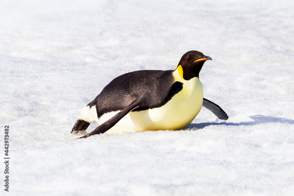 Fototapeta premium Antarctica Snow Hill. An emperor penguin propels itself on its belly with its feet to conserve energy.
