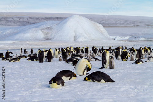 Antarctica Snow Hill. The emperor penguin rookery is on the pack ice near Snow Hill. photo