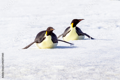 Antarctica Snow Hill. Two emperor penguins return to the rookery on their bellies to conserve energy.