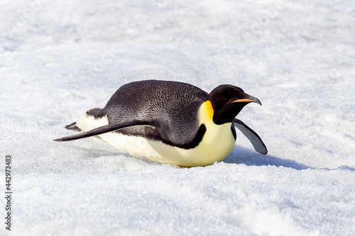 Antarctica Snow Hill. An emperor penguin propels itself on its belly with its feet to conserve energy.