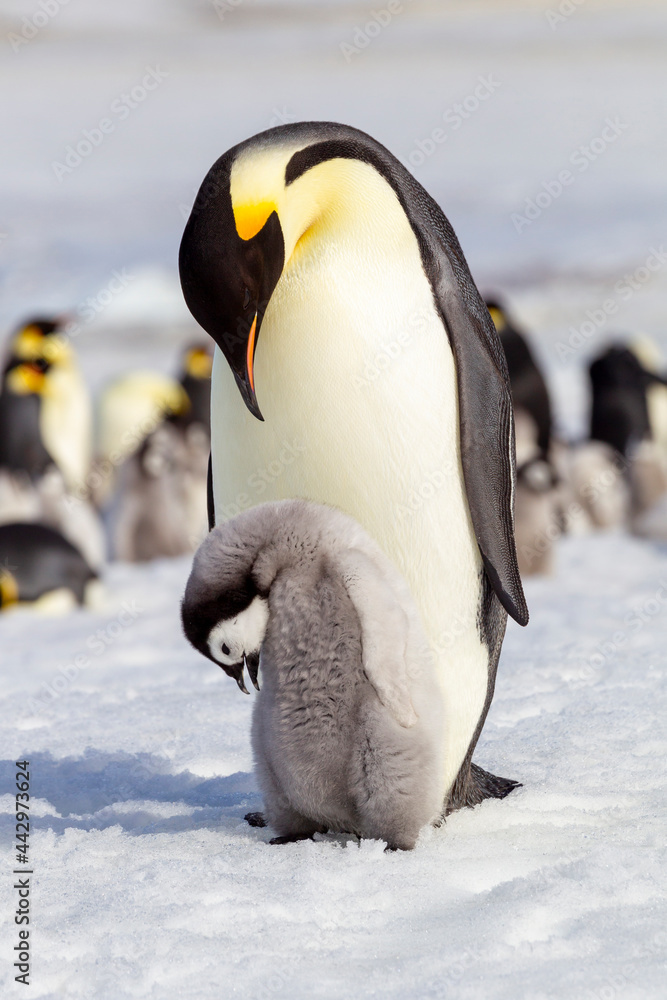 Fototapeta premium Antarctica Snow Hill. An emperor penguin chick interacts with its parent hoping to get fed.