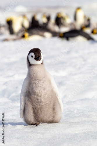 Antarctica Snow Hill. Portrait of an emperor penguin chick with the rookery in the background.