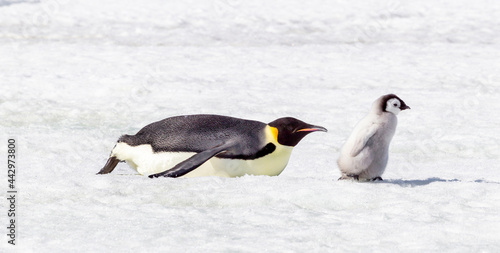 Antarctica Snow Hill. A chick followed by an adult walks through the snow.