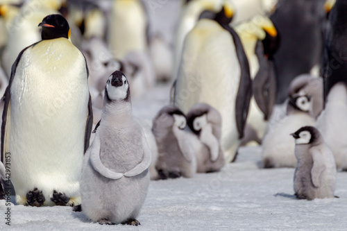 Antarctica Snow Hill. A group of emperor penguin chicks stand together waiting for their parent's return from the sea.