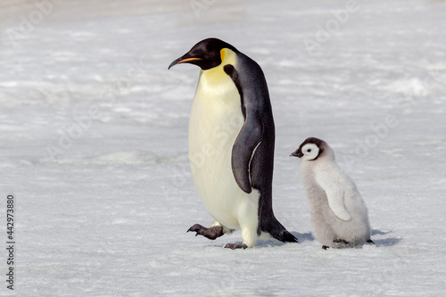 Fotobehang Antarctica Snow Hill. A chick follows an adult through the snow.